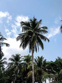 Low angle view of palm trees against sky