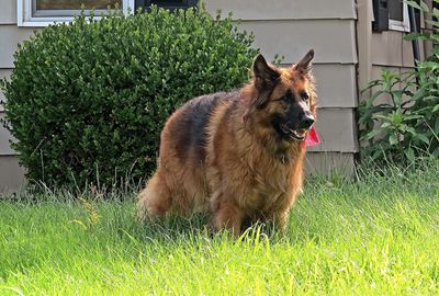 Dog in grassy field