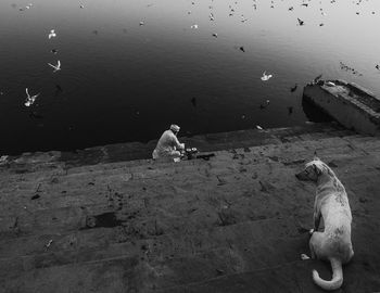 High angle view of dog standing on steps