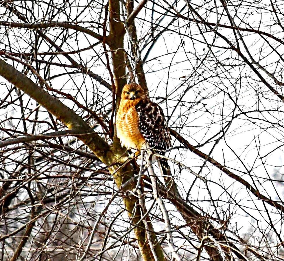 LOW ANGLE VIEW OF BIRD PERCHING ON TREE