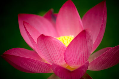 Close-up of pink flower
