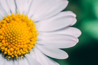 Close-up of yellow flowering plant