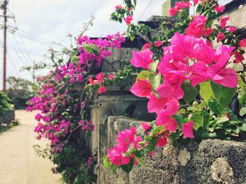 Close-up of pink flowers