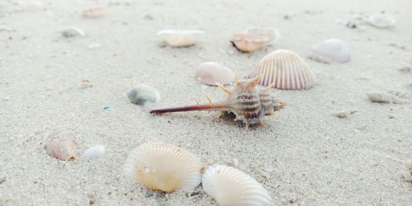 Close-up of crab on sand