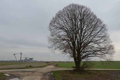 Bare tree on field against sky