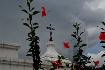 Low angle view of flowering plant against sky