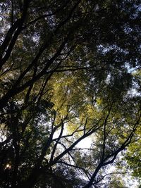 Low angle view of trees