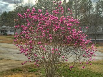 Pink flowers blooming in park