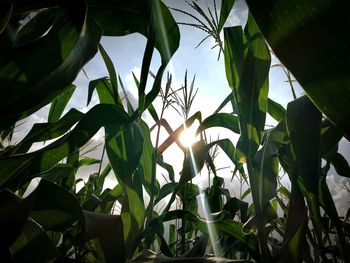 Low angle view of flowering plants against sky