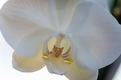 Close-up of white orchid