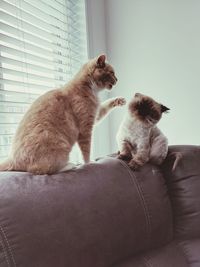 Cat sitting on sofa at home