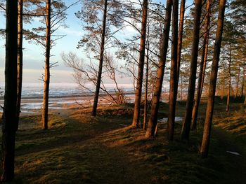 Trees on beach against sky