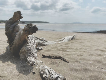 Driftwood on beach against sky