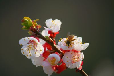 Close-up of cherry blossoms