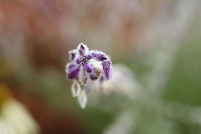 Close-up of purple flowering plant