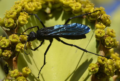 Spider hunter wasp on euphorbia