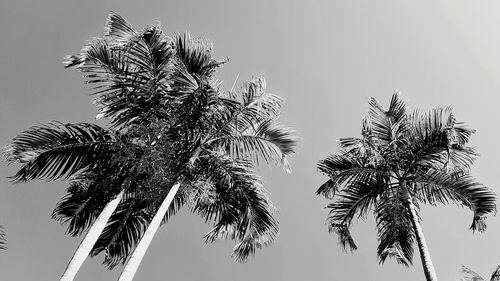 Low angle view of palm tree against clear sky