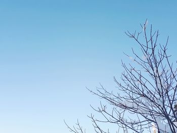 Low angle view of bare tree against clear blue sky