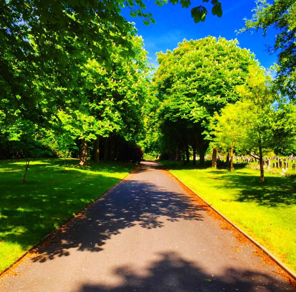 tree, the way forward, diminishing perspective, green color, growth, vanishing point, tranquility, grass, nature, tranquil scene, treelined, road, beauty in nature, park - man made space, branch, sunlight, scenics, shadow, footpath, transportation