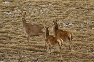 Deer standing in a field