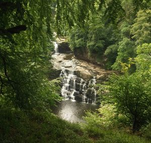 River flowing through forest