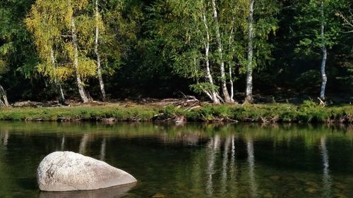 Scenic view of lake by trees in forest