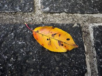 High angle view of yellow autumn leaf