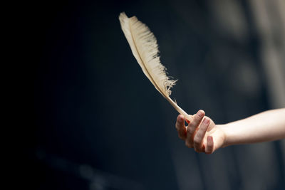 Close-up of hand holding feather