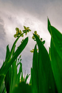 Close-up of green plant against sky