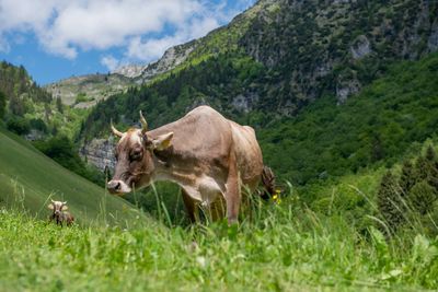 Cows in a field