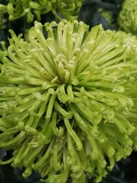 Full frame shot of fresh green flowers