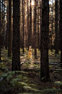 Pine trees in forest