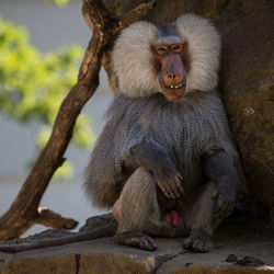 Close-up of monkey sitting outdoors