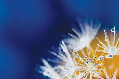 Close-up of blue flower against blurred background