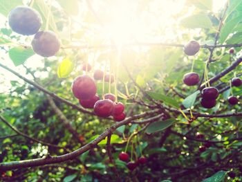 Low angle view of apple tree