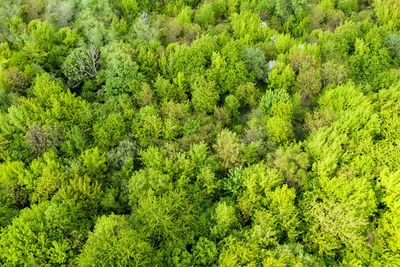 High angle view of plants and trees in forest