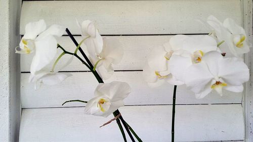 Close-up of white flowers in vase