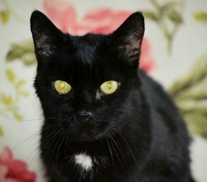 Close-up portrait of cat