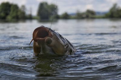 Close-up of horse in lake