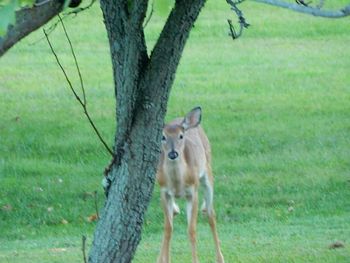 Deer on grassy field