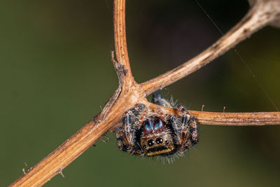 Close-up of spider on twig