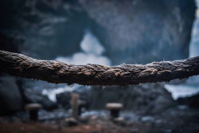 Close-up of rusty metal on tree