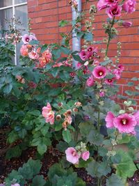 Pink flowers blooming outdoors