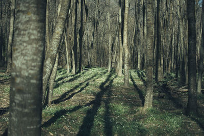Close-up of tree trunk in forest