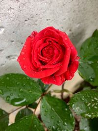 Close-up of wet red rose blooming outdoors