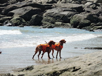 Horses on beach