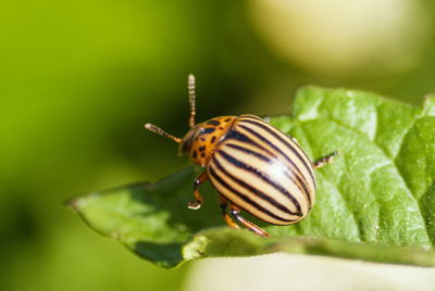 Close-up of snail on leaf