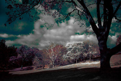 Bare trees on landscape against sky