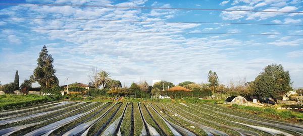 Railroad tracks by trees against sky