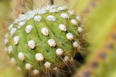 Close-up of dandelion flowers